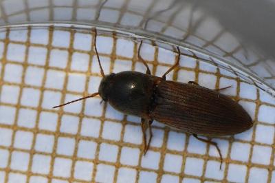 <i>Agriotes sputator</i>