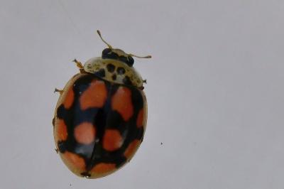 <i>Adalia decempunctata</i>