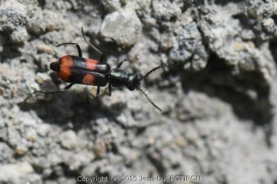 <i>Anthocomus fasciatus</i>