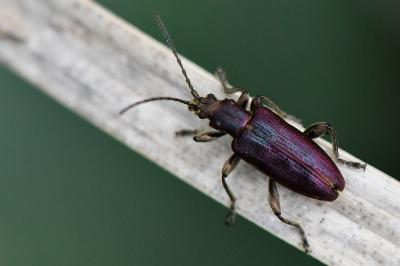 <i>Plateumaris sericea</i>