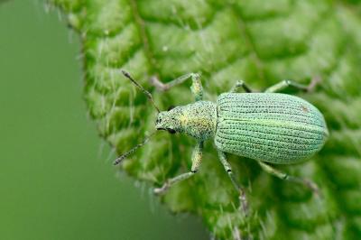 <i>Polydrusus planifrons</i>