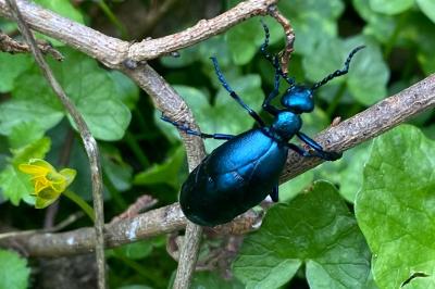 <i>Meloe violaceus</i>