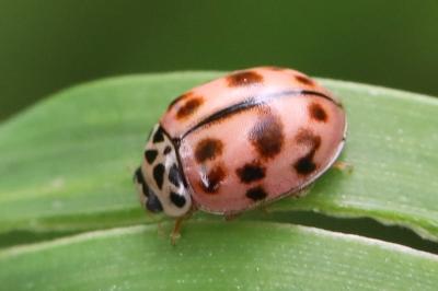 <i>Oenopia conglobata</i>