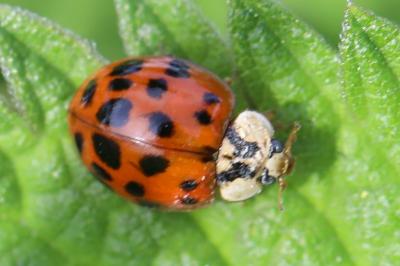 <i>Harmonia axyridis</i>