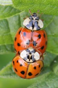 <i>Harmonia axyridis</i>