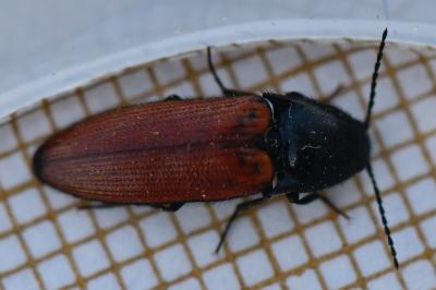 <i>Ampedus</i>
