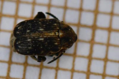 <i>Bruchus rufimanus</i>