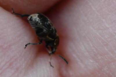 <i>Bruchus rufimanus</i>