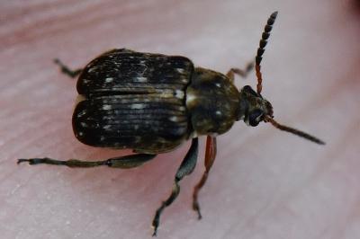 <i>Bruchus rufimanus</i>