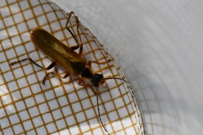 <i>Cantharis decipiens</i>