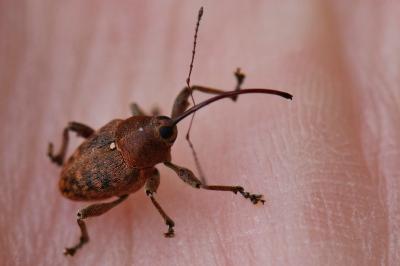 <i>Curculio glandium</i>