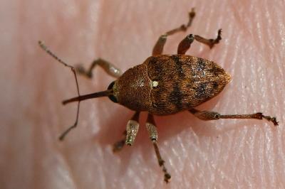 <i>Curculio glandium</i>