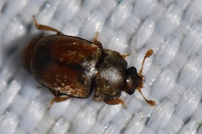 <i>Epuraea melanocephala</i>