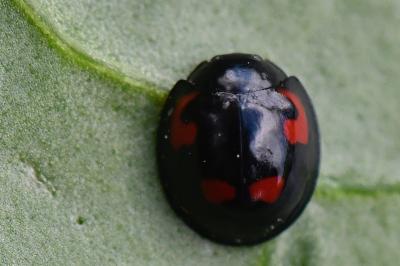 Exochomus quadripustulatus
