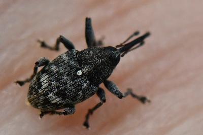 <i>Curculio villosus</i>