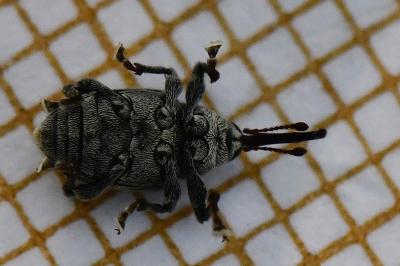 <i>Curculio villosus</i>
