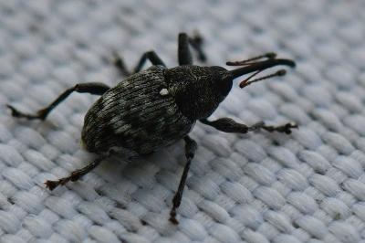 <i>Curculio villosus</i>