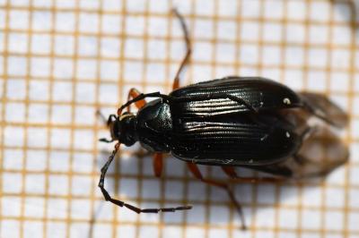 <i>Gonodera luperus</i>
