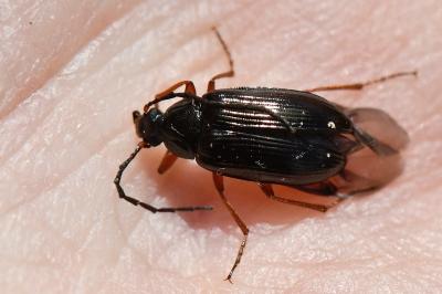 <i>Gonodera luperus</i>