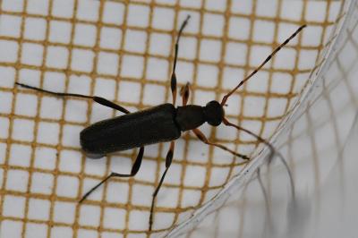 <i>Grammoptera ruficornis</i>