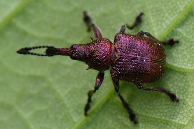 Rhynchites auratus
