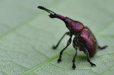 <i>Rhynchites auratus</i>