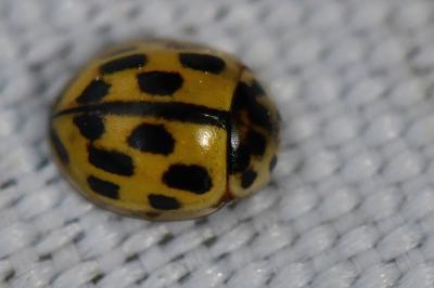 Coccinelle à damier