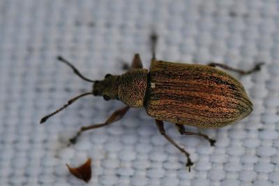 <i>Phyllobius pyri</i>