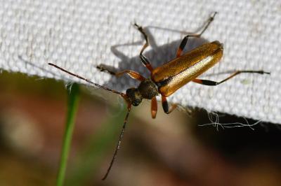 <i>Cortodera humeralis</i>