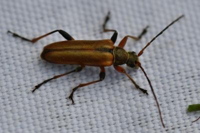 <i>Cortodera humeralis</i>