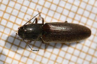 <i>Athous haemorrhoidalis</i>