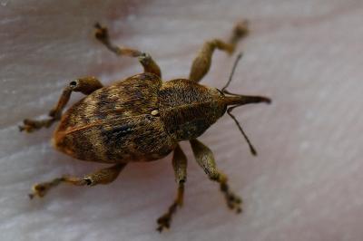 <i>Curculio venosus</i>