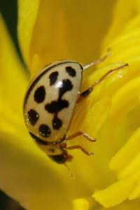 <i>Tytthaspis sedecimpunctata</i>