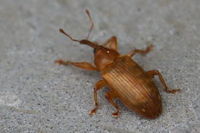 <i>Dorytomus</i>