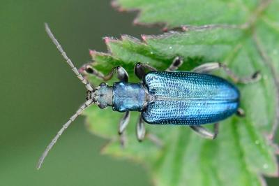 <i>Plateumaris sericea</i>