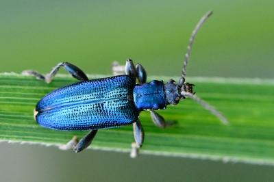 <i>Plateumaris sericea</i>