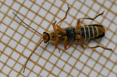 <i>Cantharis decipiens</i>