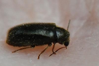 <i>Hyperisus plumbeum</i>