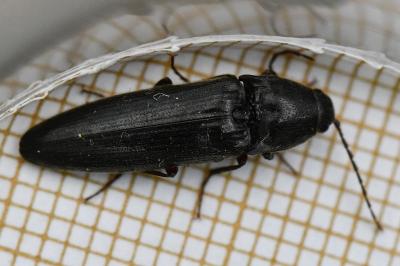 <i>Melanotus villosus</i>