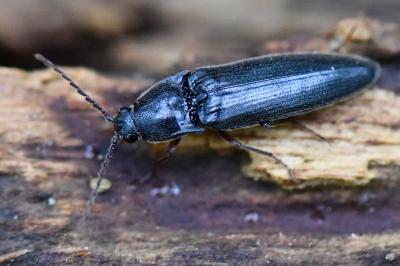 <i>Melanotus villosus</i>