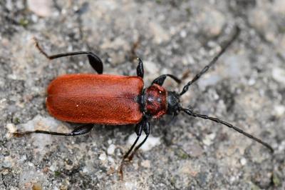 <i>Pyrrhidium sanguineum</i>