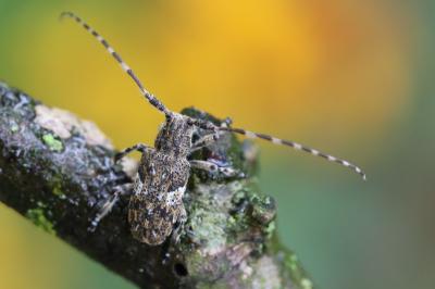 <i>Mesosa nebulosa</i>
