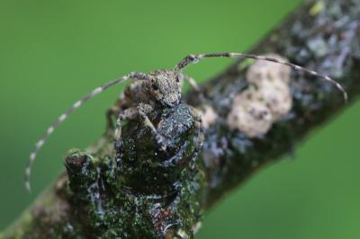 Mesosa nebulosa