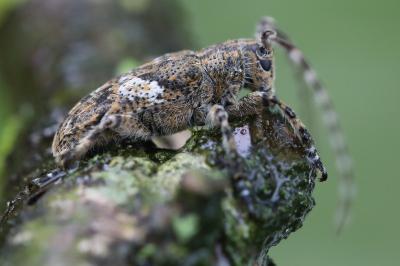 <i>Mesosa nebulosa</i>