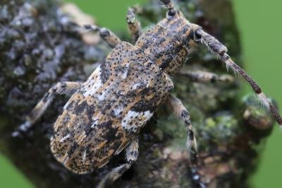 Mesosa nebulosa