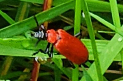 <i>Pyrochroa coccinea</i>