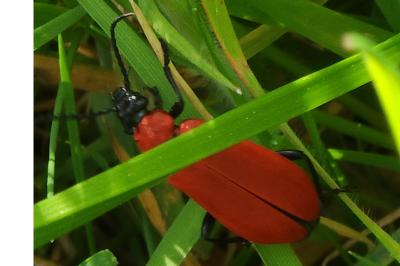 <i>Pyrochroa coccinea</i>