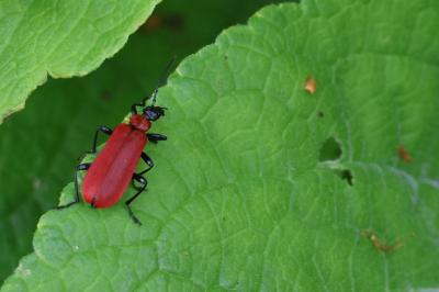 <i>Pyrochroa coccinea</i>