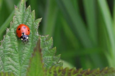 <i>Coccinella septempunctata</i>