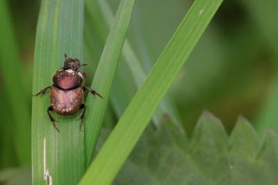 <i>Onthophagus</i>